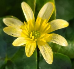 Ranunculus Ficaria 'Primrose Brassy'